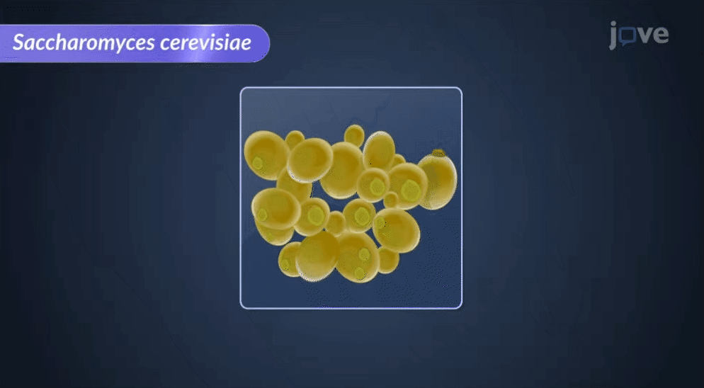 Microbio_3
